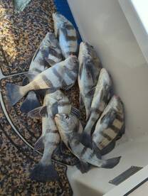 Black drum