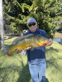 Big peacocks are biting