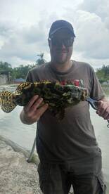 3 baramundi 3 grouper.