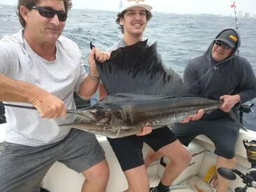 Live bait for SAILFISH!