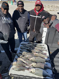 White bass action is heating up!