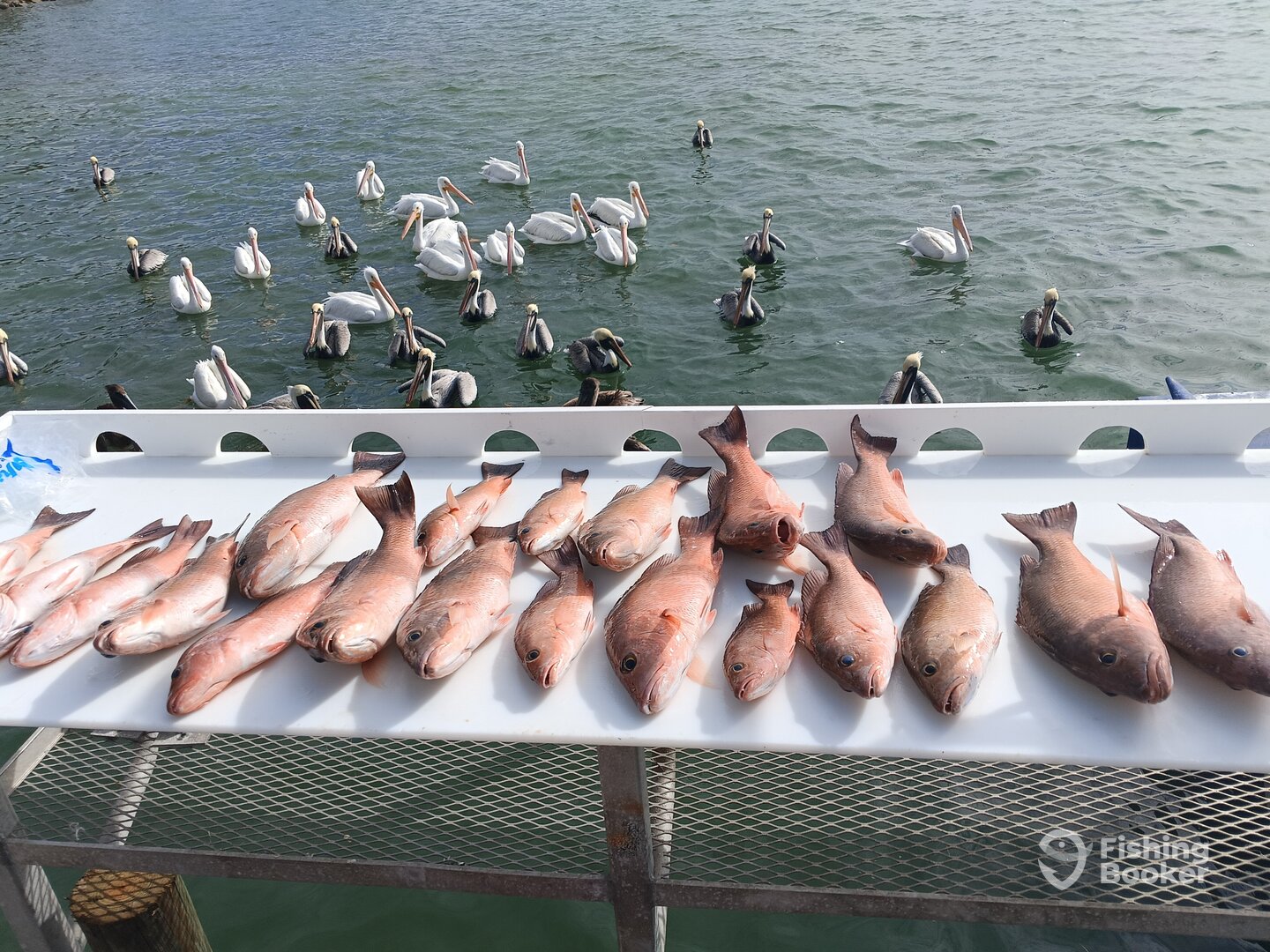Placida Report Photo 0
