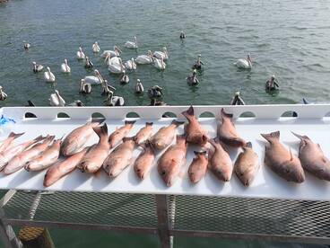 Mangrove snapper bit is on fire