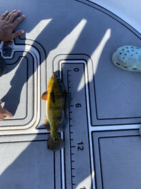 Bass and peakcook bass in the Everglades