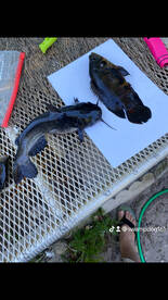 Weston Report Photo 2