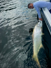 Afternoon tarpon action