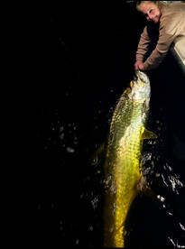 Night action is insane!