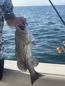 Everything is chewing!!!! 