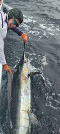 Capt Andy releasing a Blue Marlin.