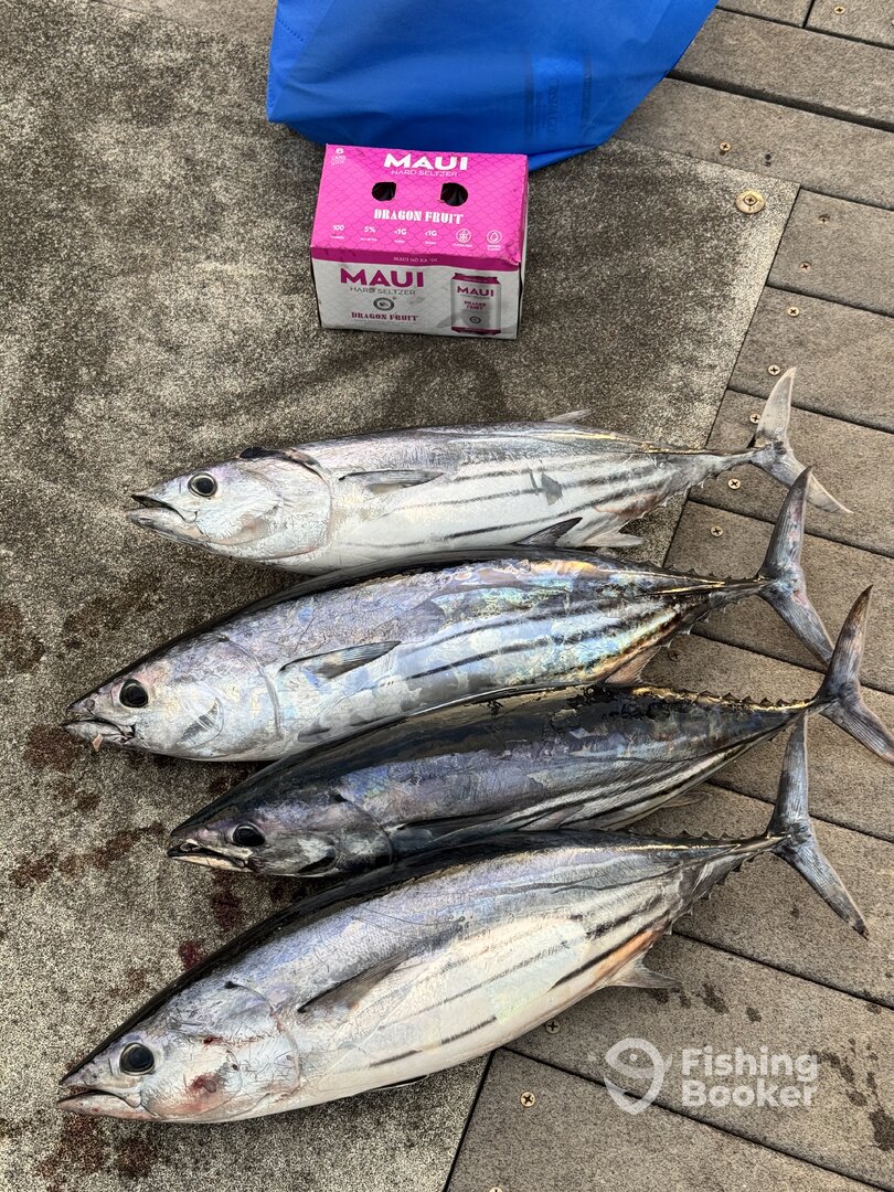 Haleiwa Report Photo 0