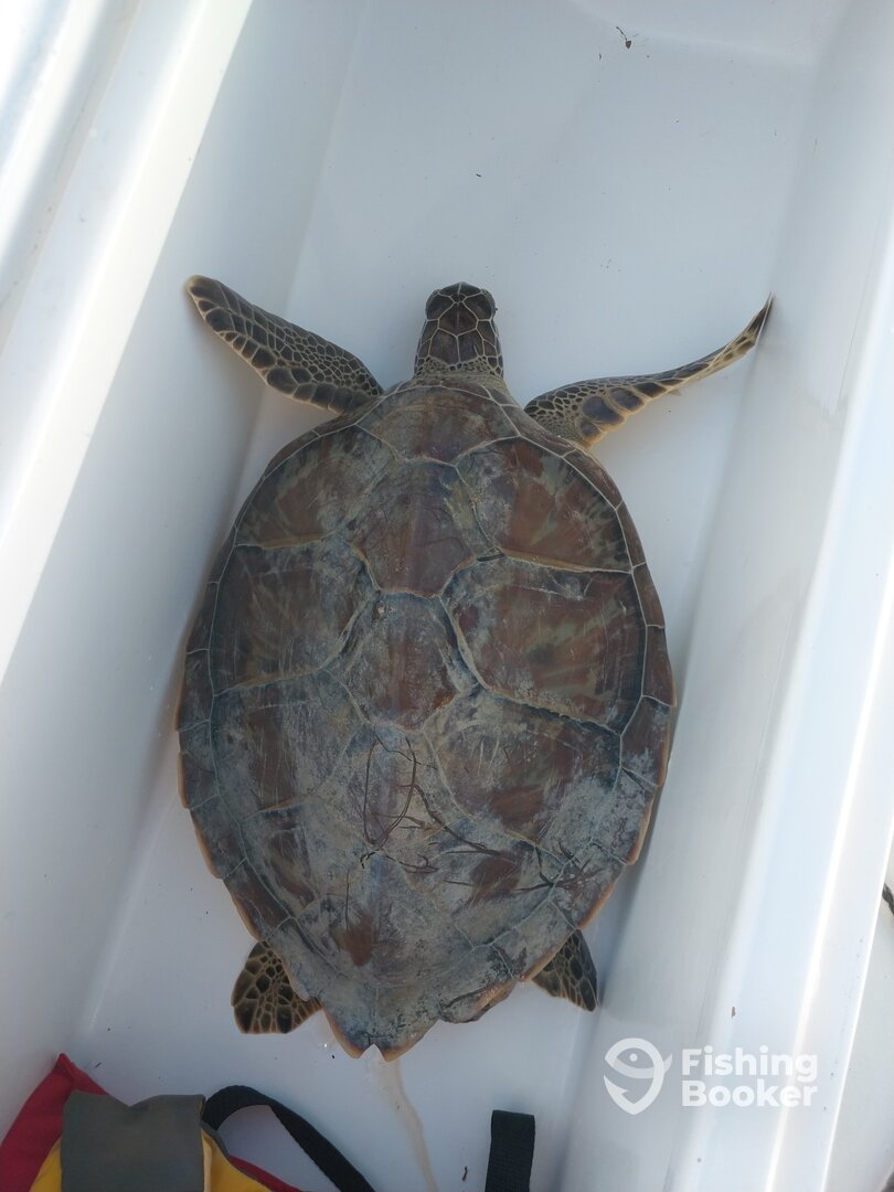 Key Largo Report Photo 0