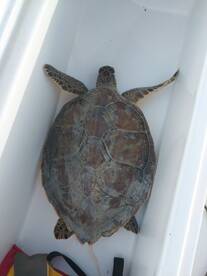 Sea Turtle Rescue today!