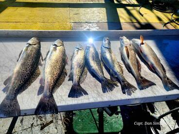 Tybee Island Report Photo 2