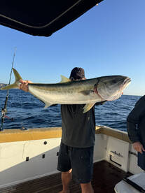 Kingfish are on in close