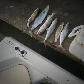 7 am incoming tide bite