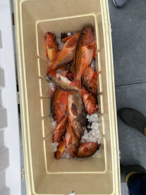 Oceanside Report Photo 1