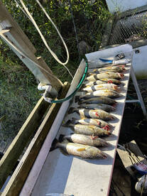 Jacksonville Report Photo 1