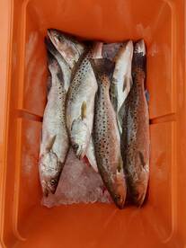 The trout bite cant be beat 