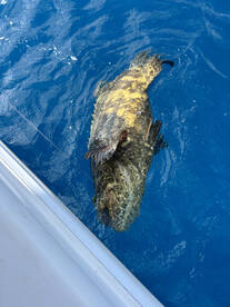 Islamorada Report Photo 2