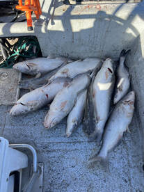 Keystone Catfish are red hot!