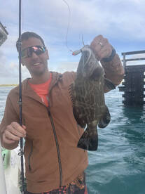 Groupers with the Spro jigs