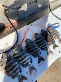 Sheephead