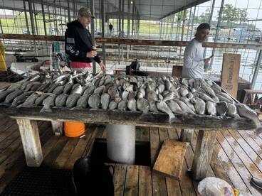 20 man limit Texoma striper 