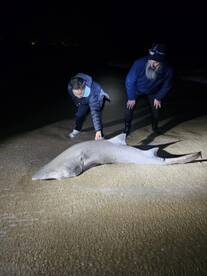 Sand tiger!