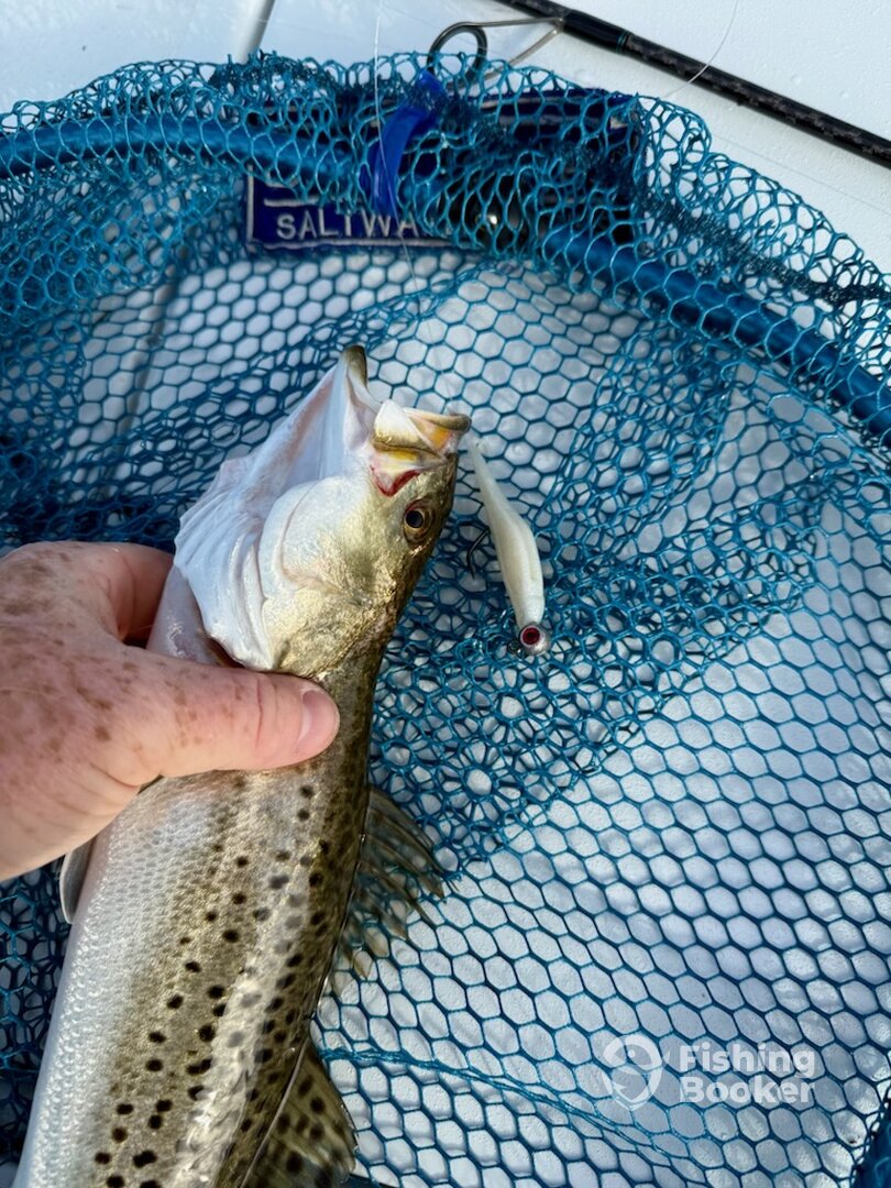 Tarpon Springs Report Photo 0
