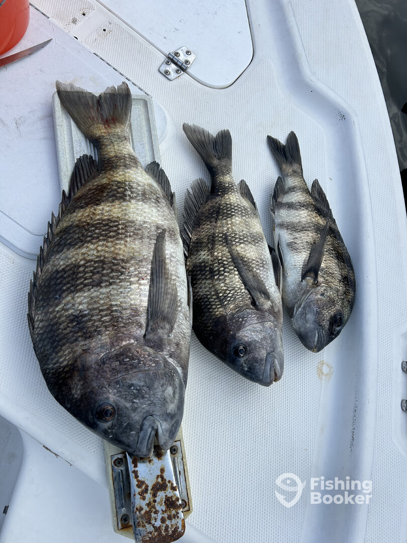 Punta Gorda Report Photo 0