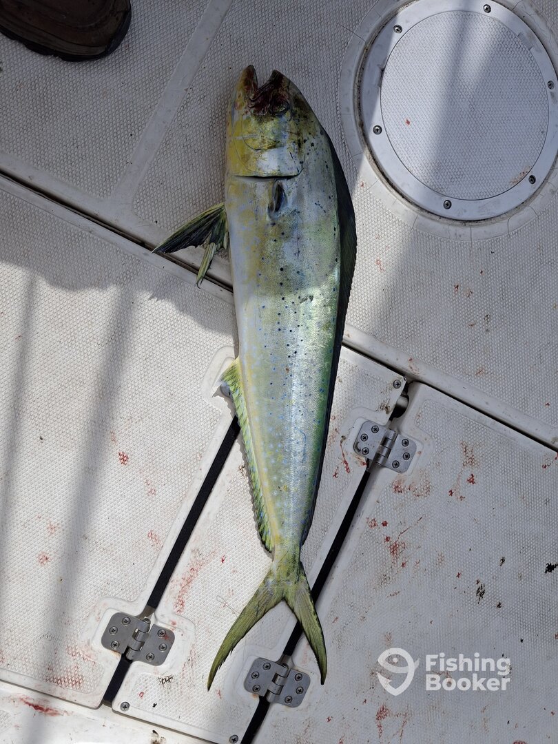 Key Largo Report Photo 0