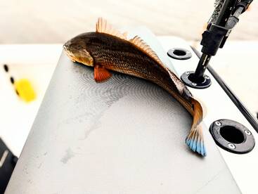 Winter Fishing in Jax