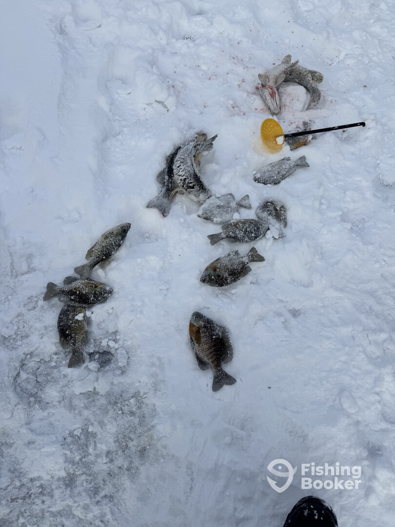 Rhinelander Report Photo 0