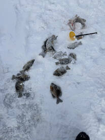 Game fish bite has been great 