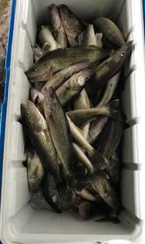 Spring fishing