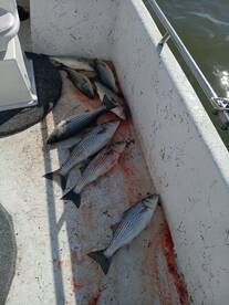 Pottsboro Report Photo 1