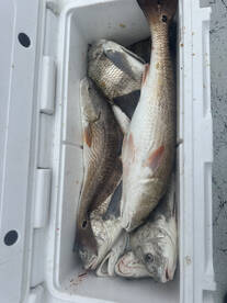 Port Mansfield Report Photo 2