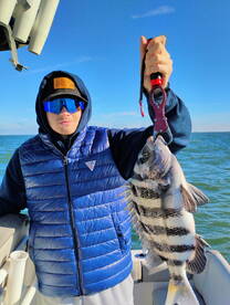 The Sheeps are Running!