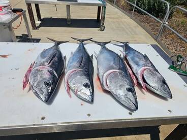 Southern bluefin tuna