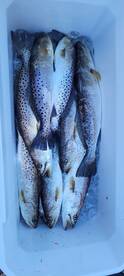 Carrabelle Report Photo 2