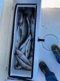 Speckled Seatrout out of St Marks. 
