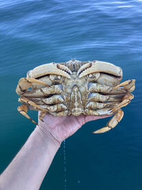 EASY CRABBING!!
