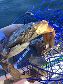 Santa Cruz Report Photo 2