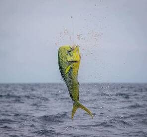 Mahi mahi, The first of the year