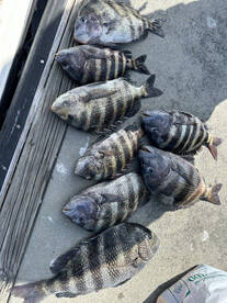 Punta Gorda Report Photo 2