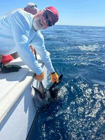 Surrounded by Sailfish!