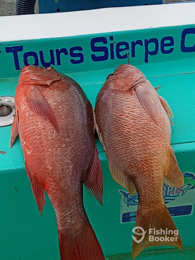 Sierpe Report Photo 0