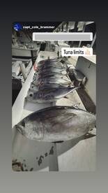 Sunset Tuna Frenzy: Blackfin Bonanza