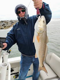 Sheeps and Reds still Biting!