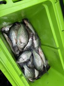 Cooler full of crappie